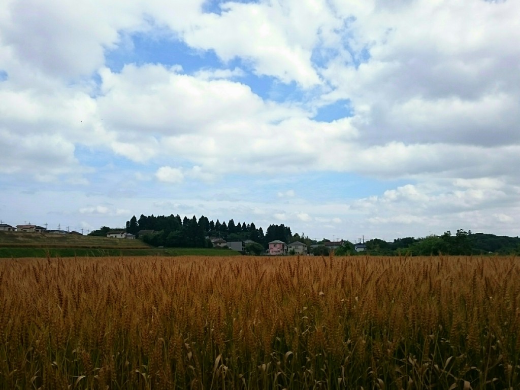 麦畑。