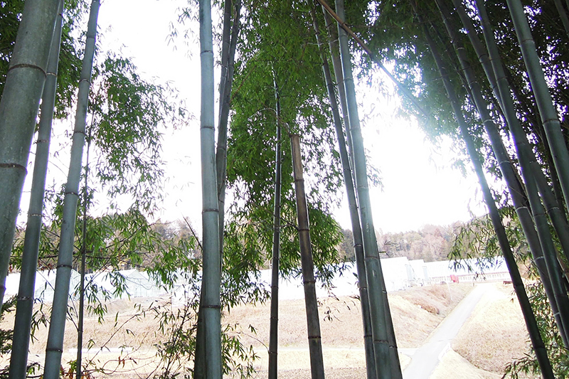 荒れた竹やぶを美しい竹林に
